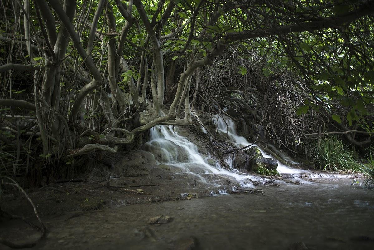 Bosque encantado de higueras en Pozo Alcón (Jaén)