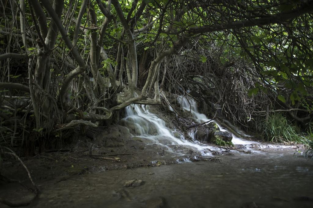 Bosque encantado de higueras en Pozo Alcón (Jaén)